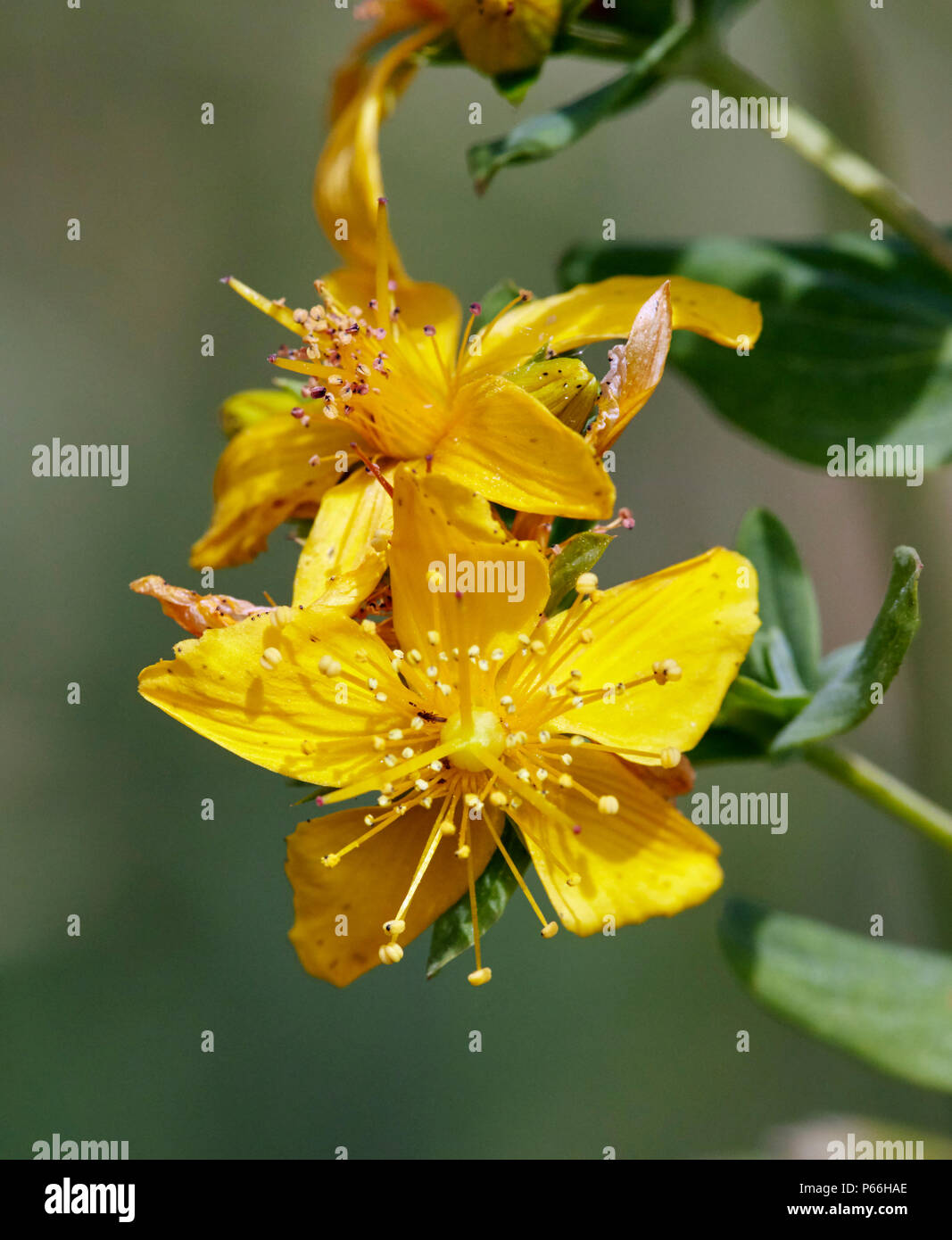 Perforate St John's-wort flowers. Stock Photo
