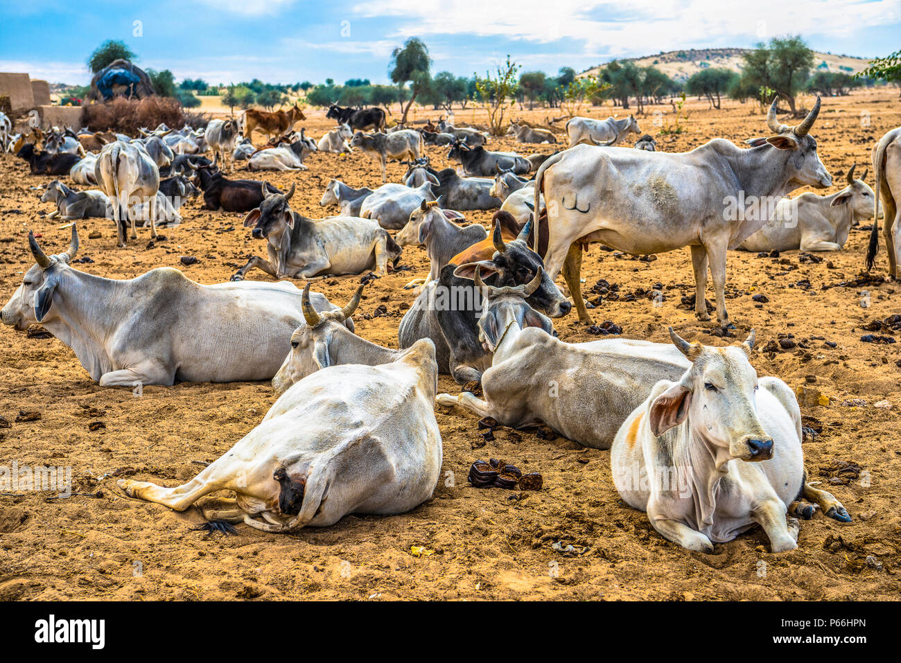 INDIA RAJASTHAN Cows in Thar desert Stock Photo