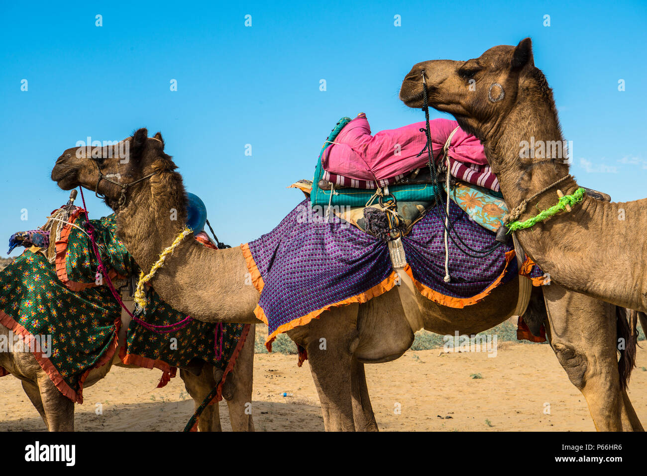 INDIA RAJASTHAN Camels in Thar desert Stock Photo