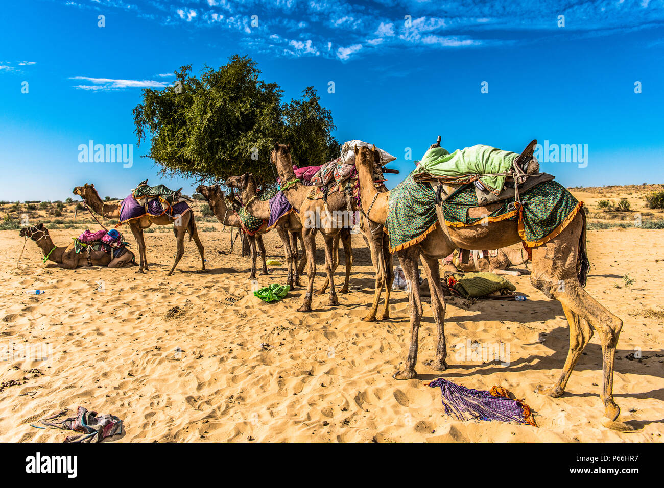 INDIA RAJASTHAN Camels in Thar desert Stock Photo
