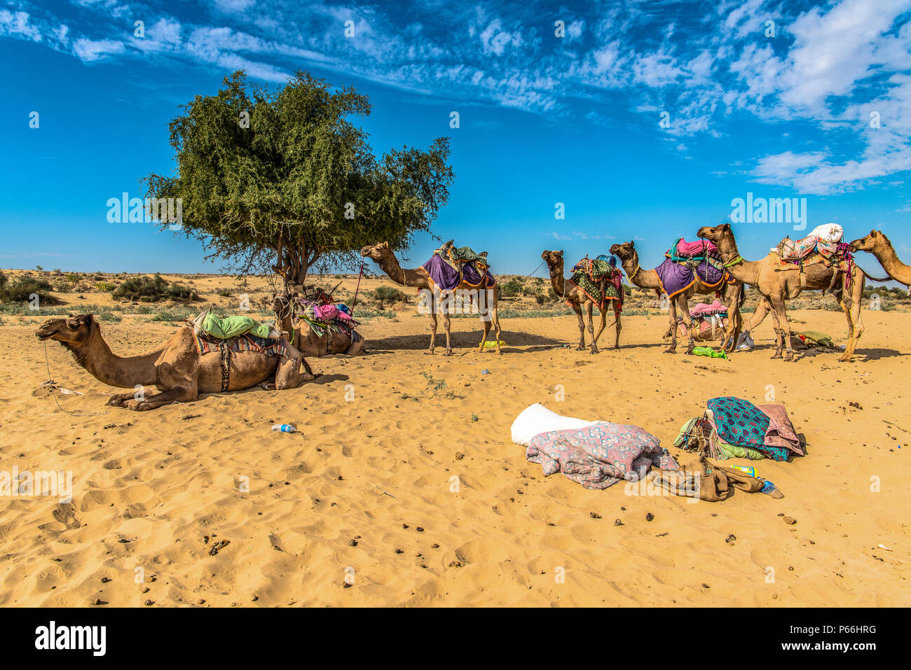 INDIA RAJASTHAN Camels in Thar desert Stock Photo