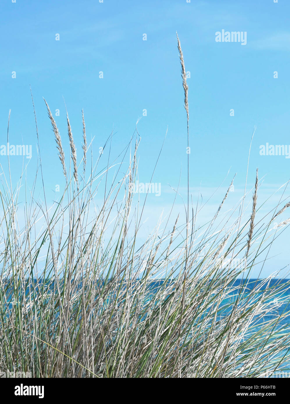 Reeds at the beach with view to the sea, beach background, relaxation. Holiday beach scene. Stock Photo