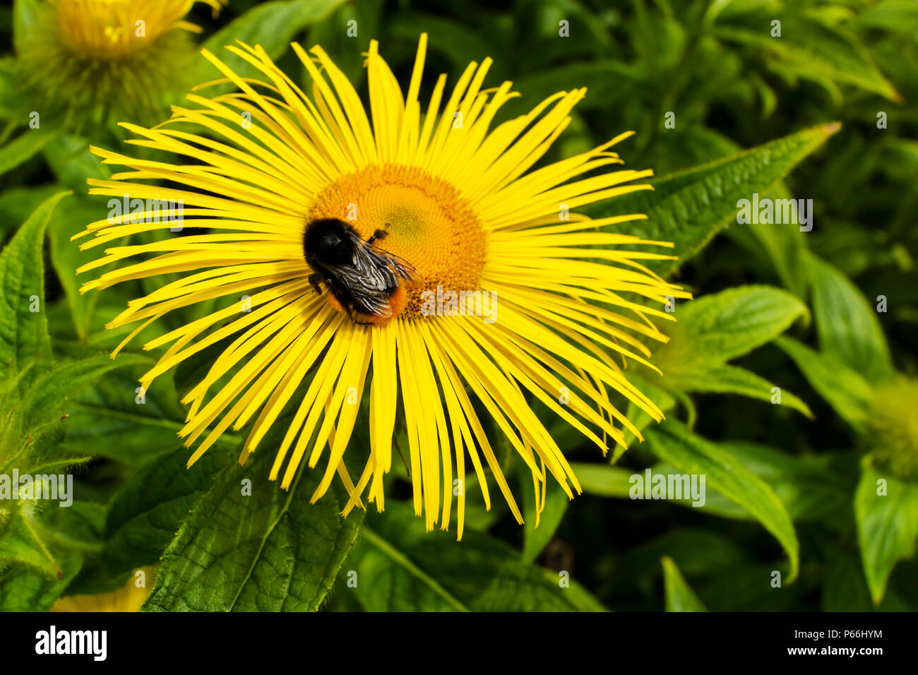 Inula hookeri also Hooker inula, a large yellow daisy with long thin elegant petals. Stock Photo