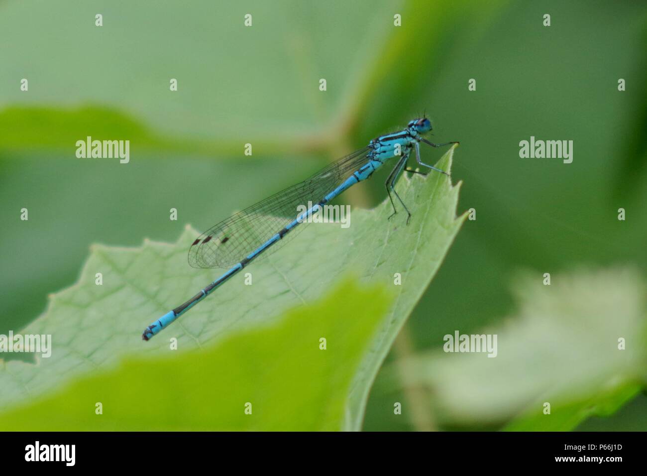 Blue dragonfly Stock Photo