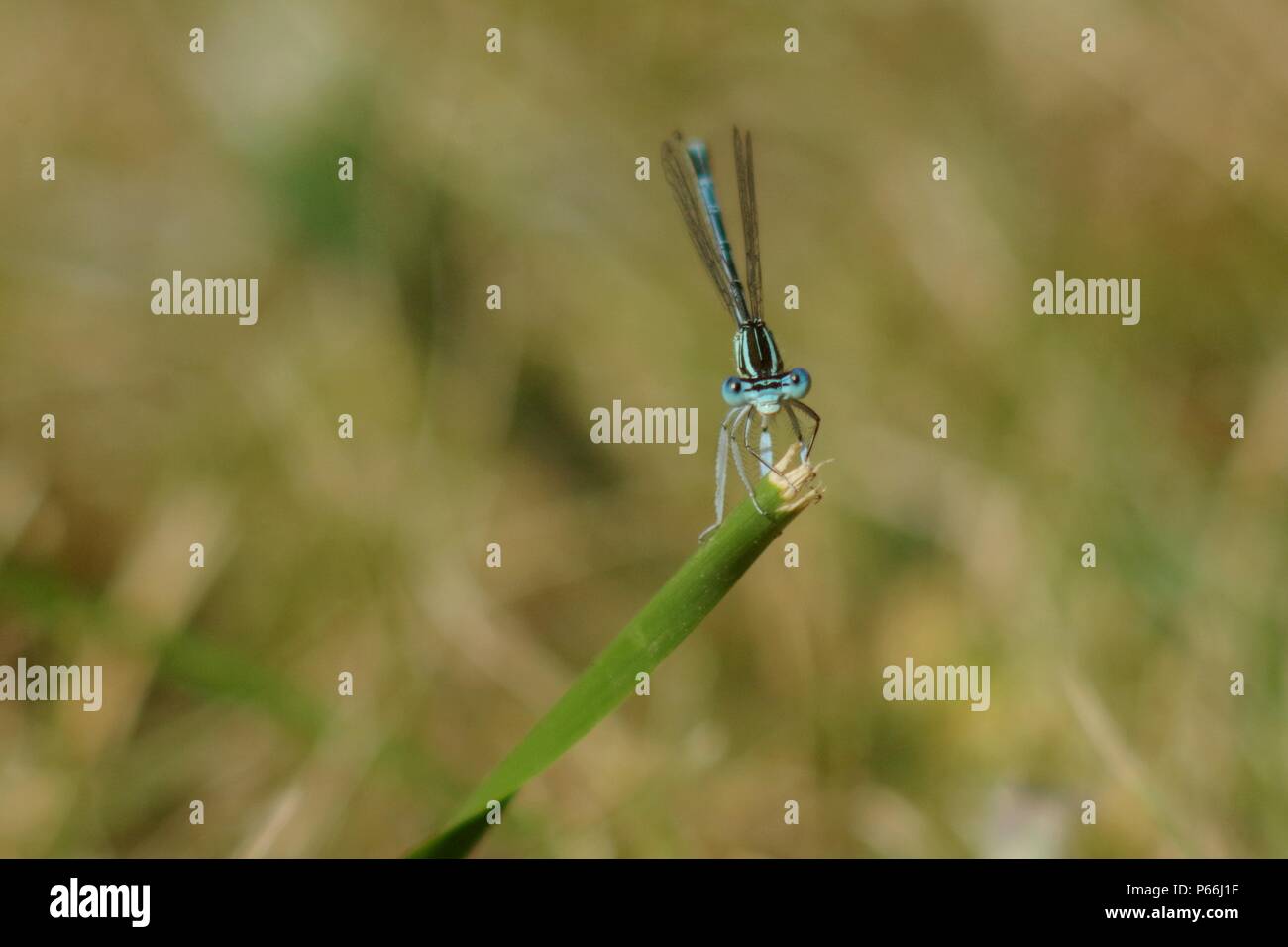 Blue dragonfly on the grass Stock Photo