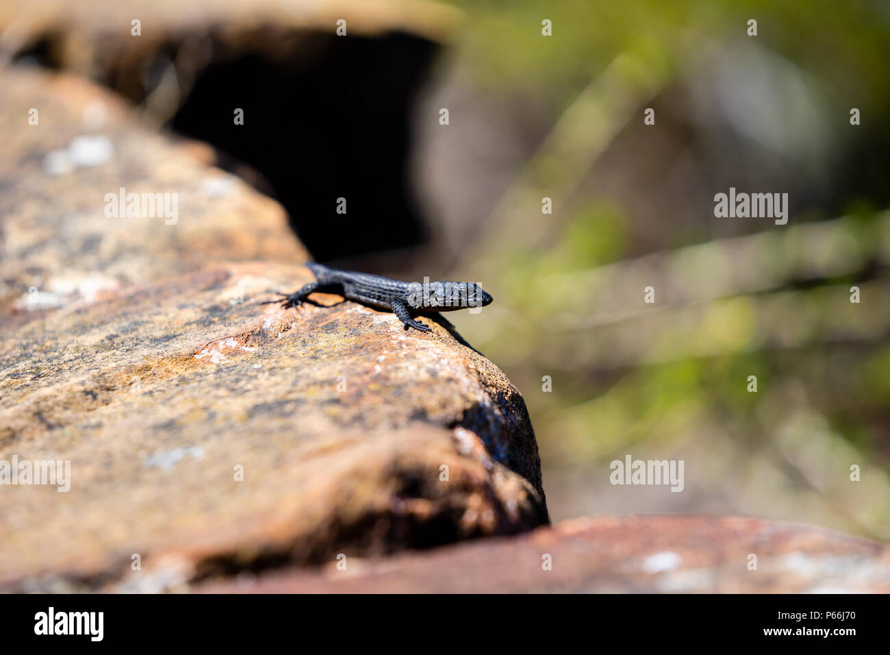 Black Lizzard chilling in the sun on a rock at Cape Point Stock Photo