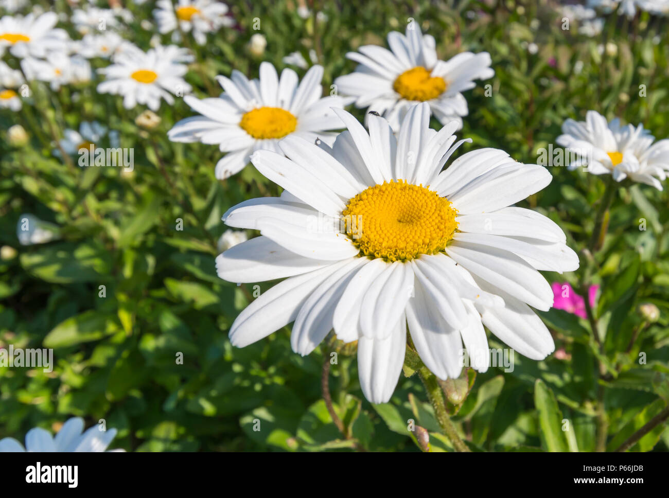 Leucanthemum x superbum or Shasta daisies, large daisy-like flower growing in Summer in West Sussex, England, UK. Shasta daisy in Summer. Stock Photo