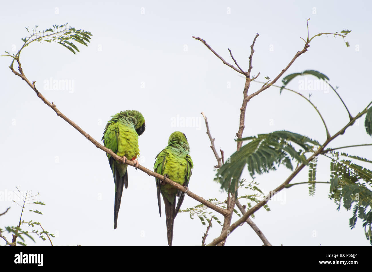 Beautiful birds Prince-Black Parakeets or Nanday Parakeet Stock Photo