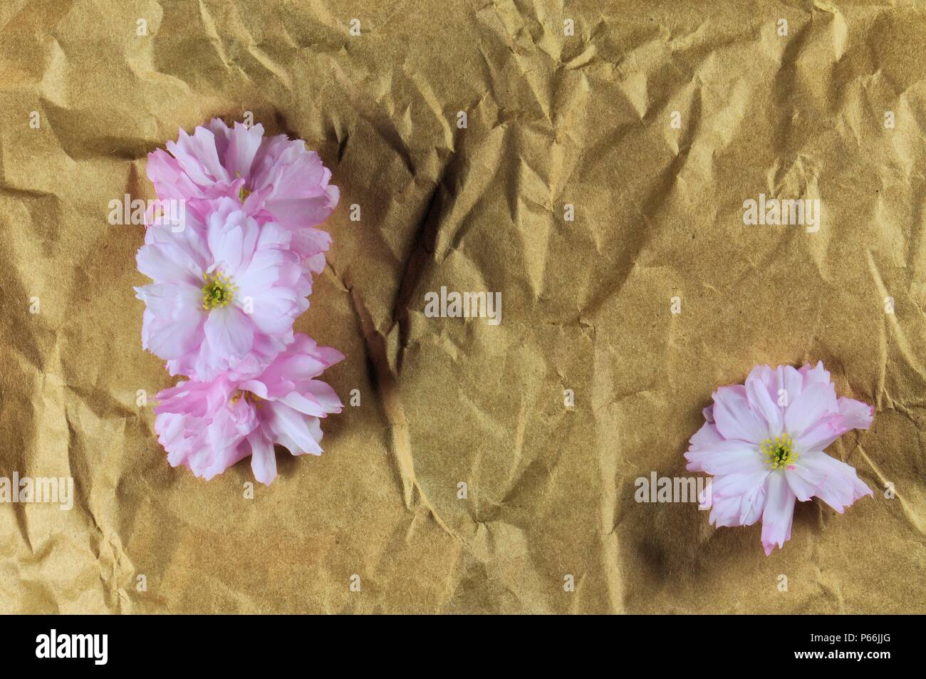 Decorative Floral Pink Parchment Paper For A Background Stock