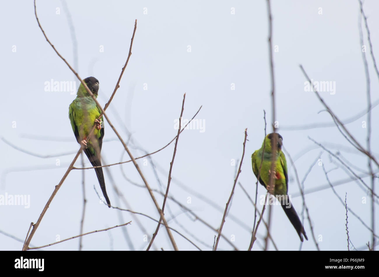 Beautiful birds Prince-Black Parakeets or Nanday Parakeet Stock Photo
