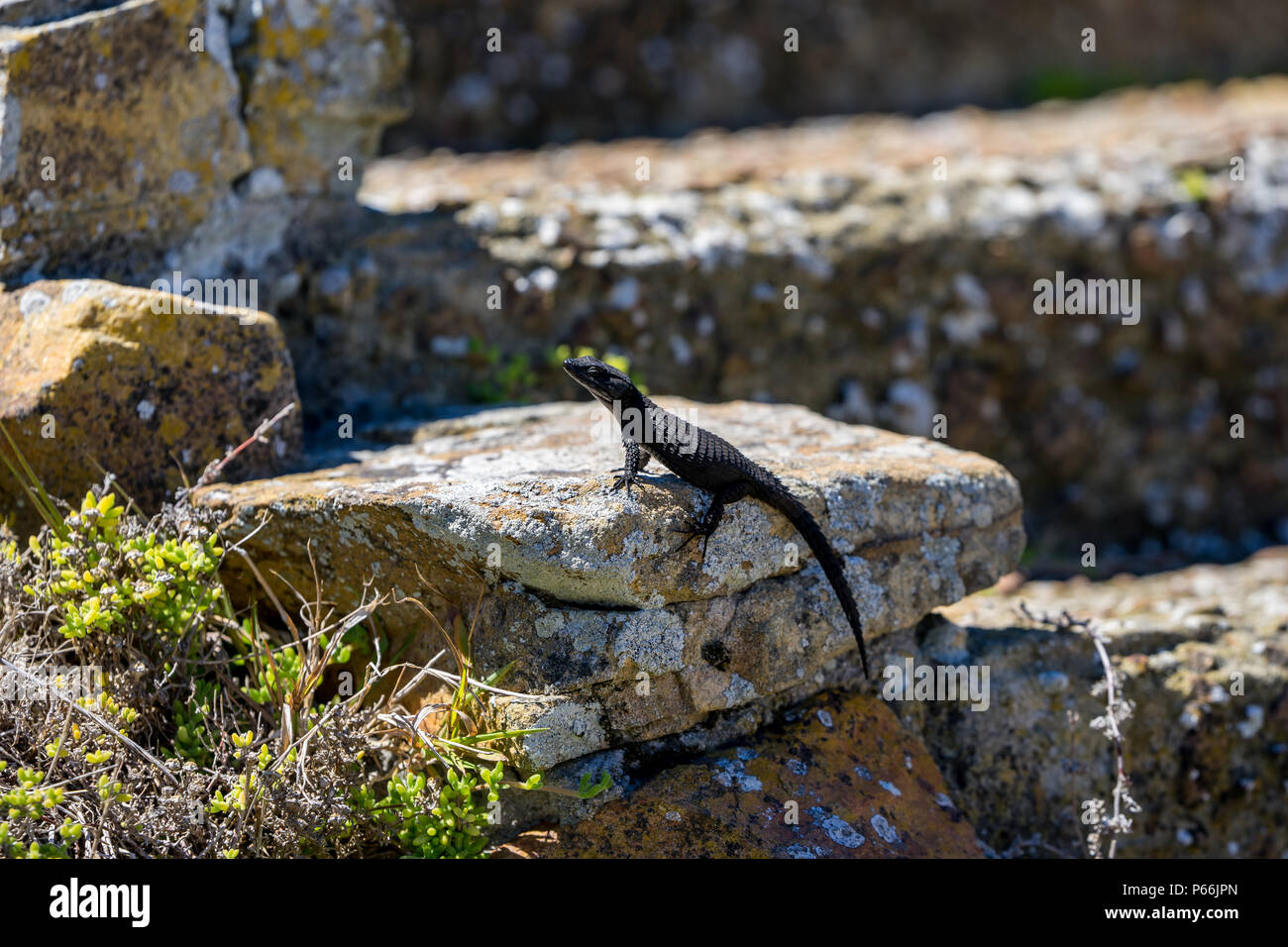 black lizzard waiting on a rock for food passing by Stock Photo