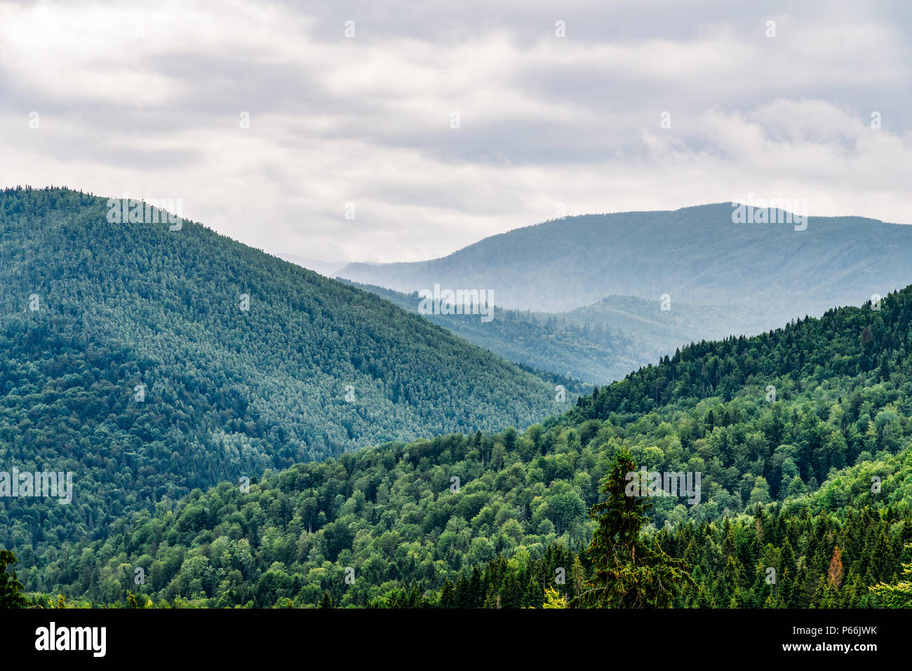 Carpathian Mountain Forest With Evergreen Trees In Fog Mist Landscape
