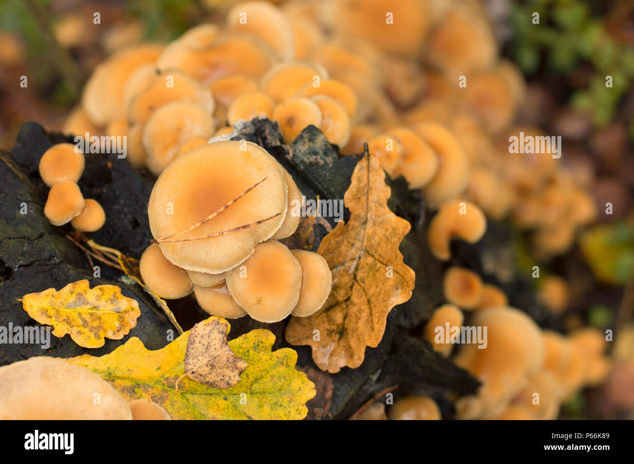 Colony of fungi on a tree trunk with fallen leaves in autumn the view from the top Stock Photo