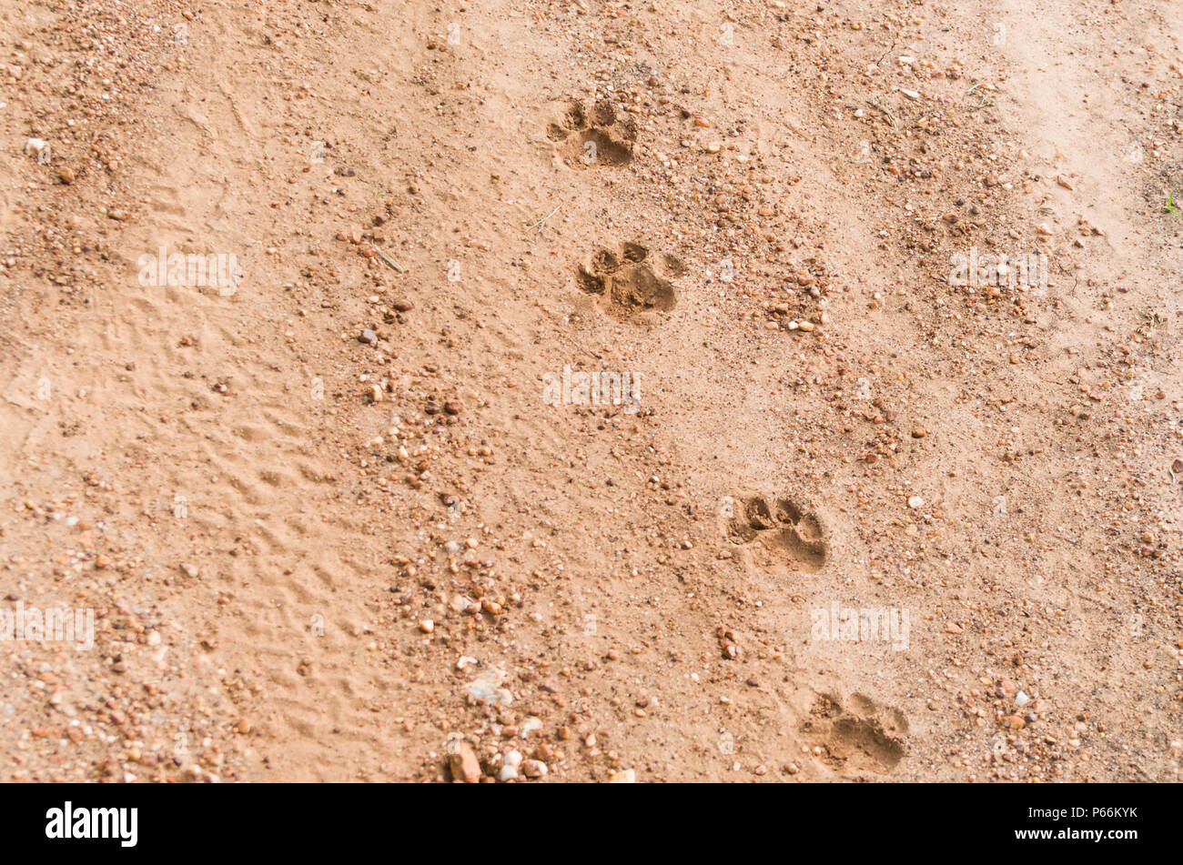 Footprints of Onca Pintada, Jaguar  (Panthera onca) in the Brazilian Pantanal Stock Photo