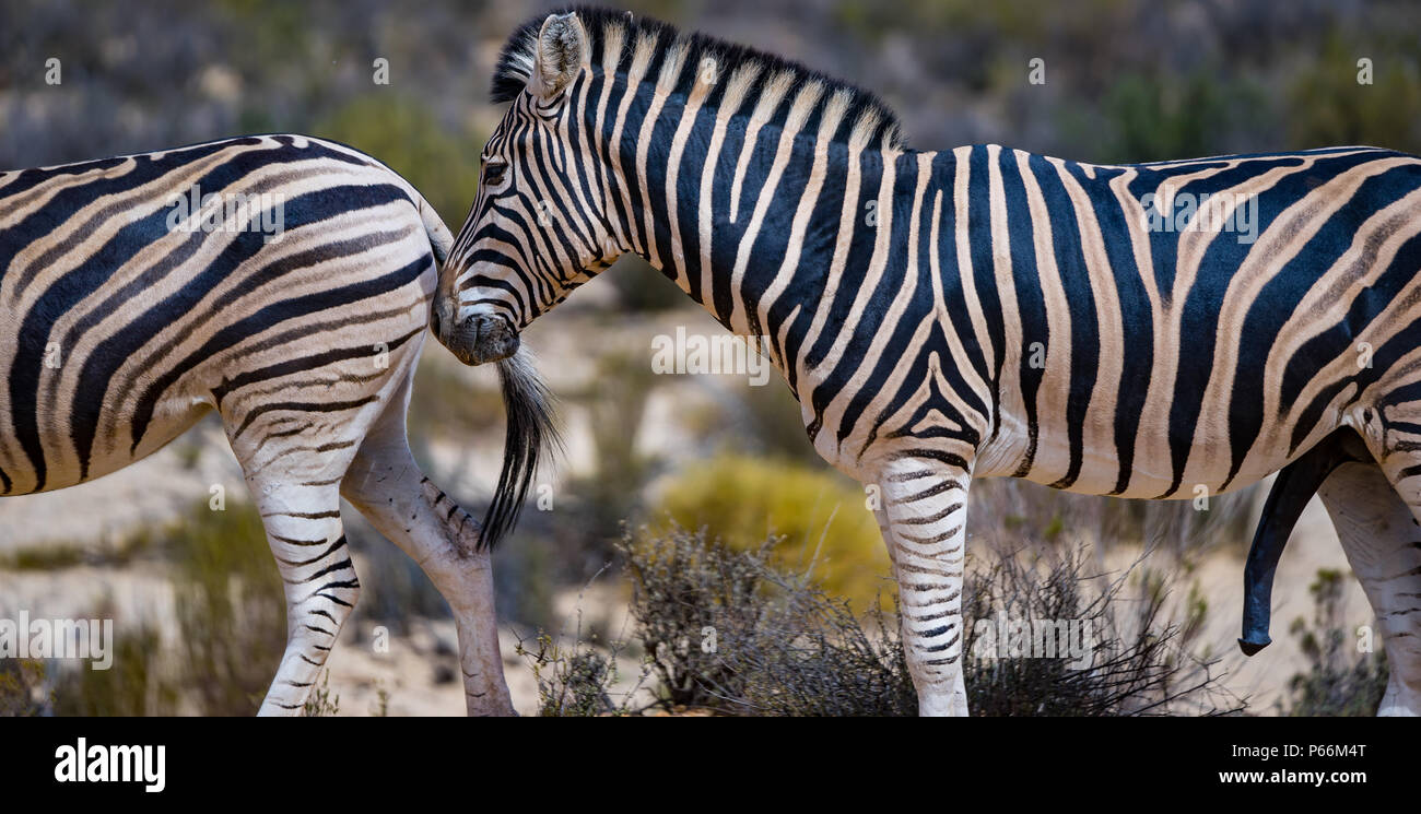 Aquila private game reserve hires stock photography and images Alamy