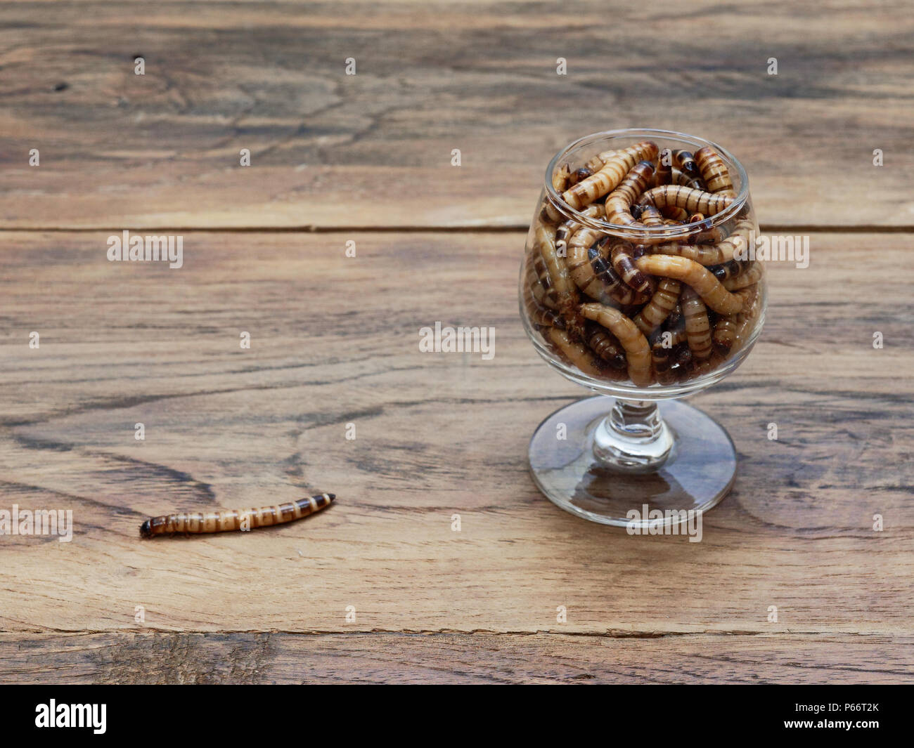 A super worm and group of super worms inside small brandy glass over dark  wooden surface