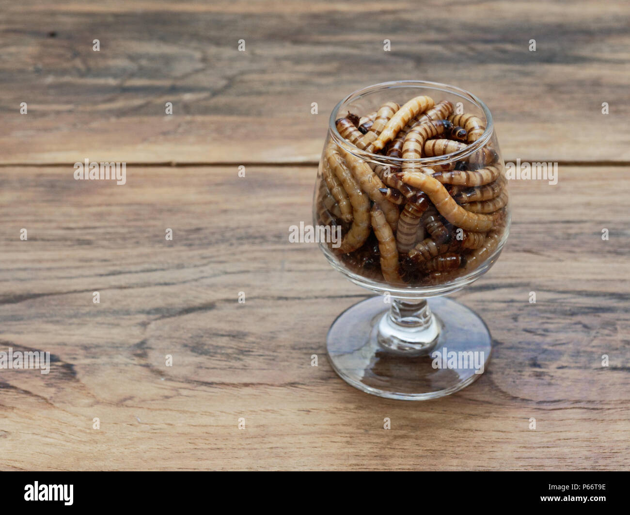 A group of super or giant worms crawl inside small brandy glass over dark wooden surface used as background in exotic pet food, insect, Halloween, celebration, decoration, scary, and haunting concepts Stock Photo