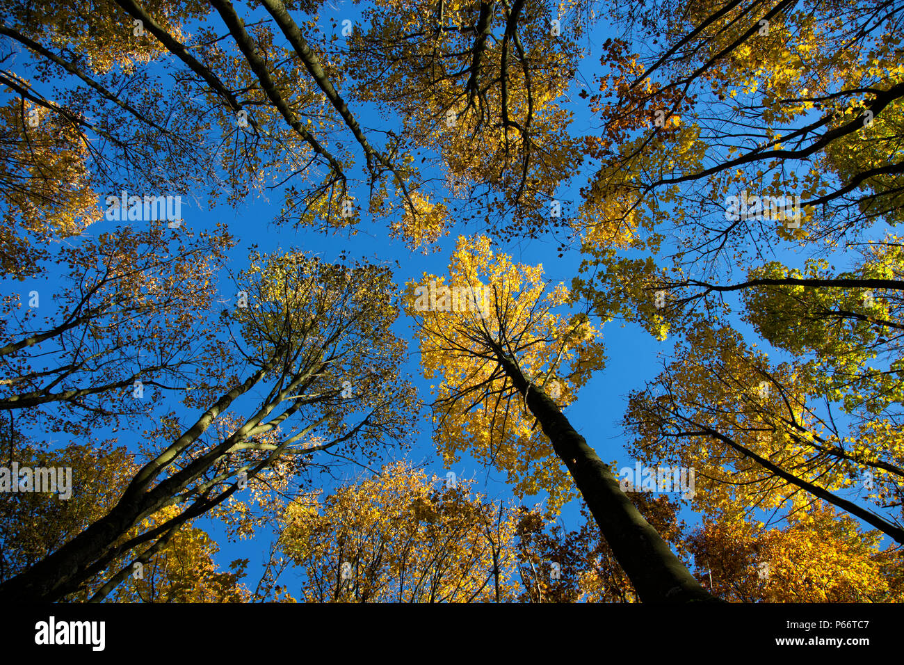 The powerful energy of forests in the autumn season, Eifel National Park,    Germany Stock Photo