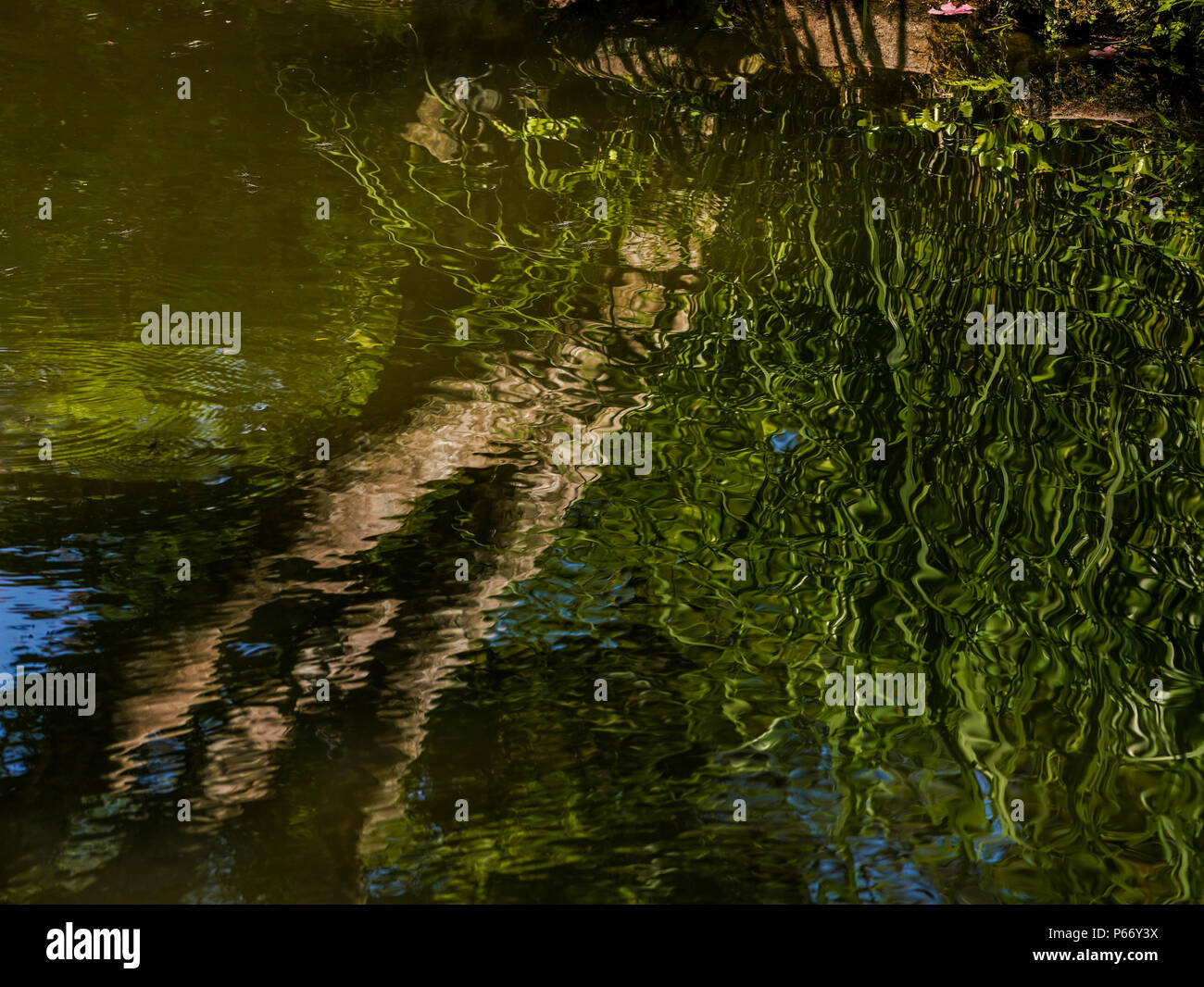 Rain tree bonsai hi-res stock photography and images - Alamy