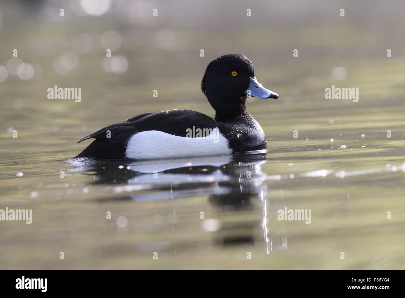 Aythya fuligula, Tufted Duck, on water, low level showing identity features of this male bird Stock Photo