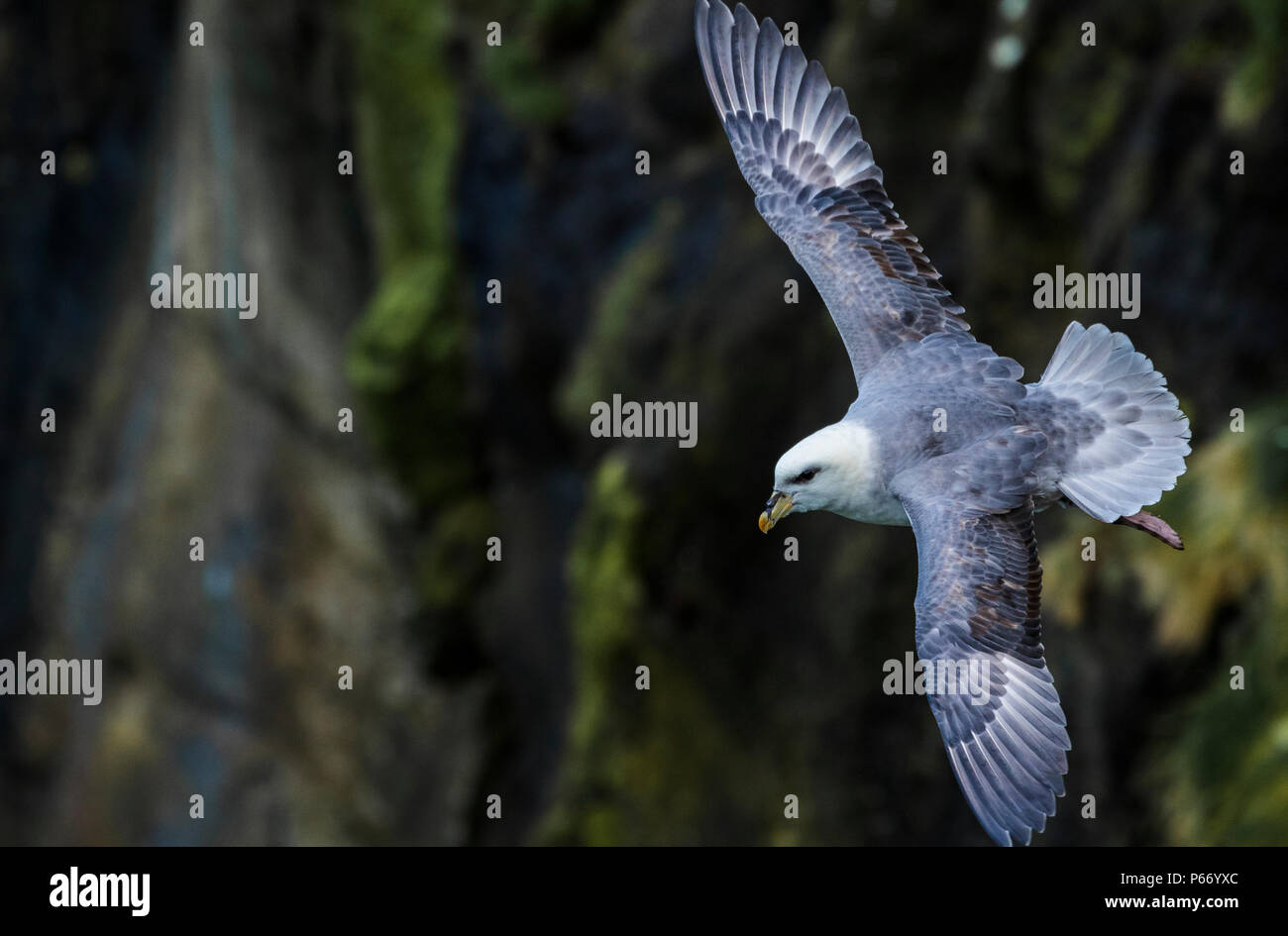 Sea birds northern ireland hi-res stock photography and images - Alamy