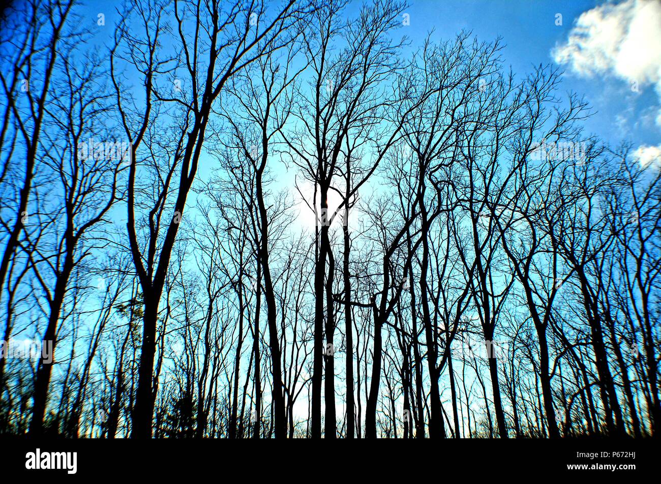 trees against blue sky Stock Photo - Alamy