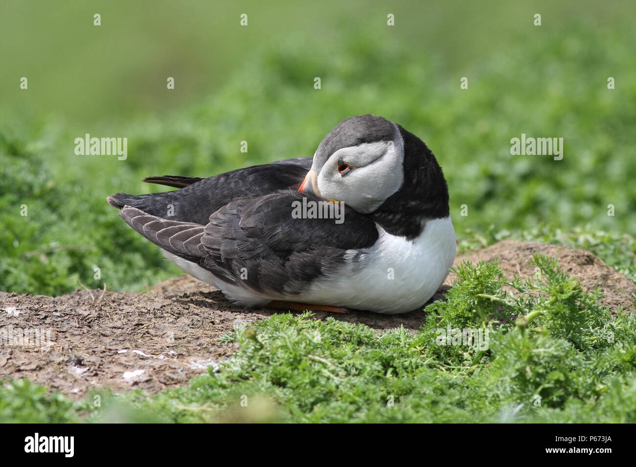 Fratercula arctica, Puffin at rest, sleeping with head tucked into back Stock Photo