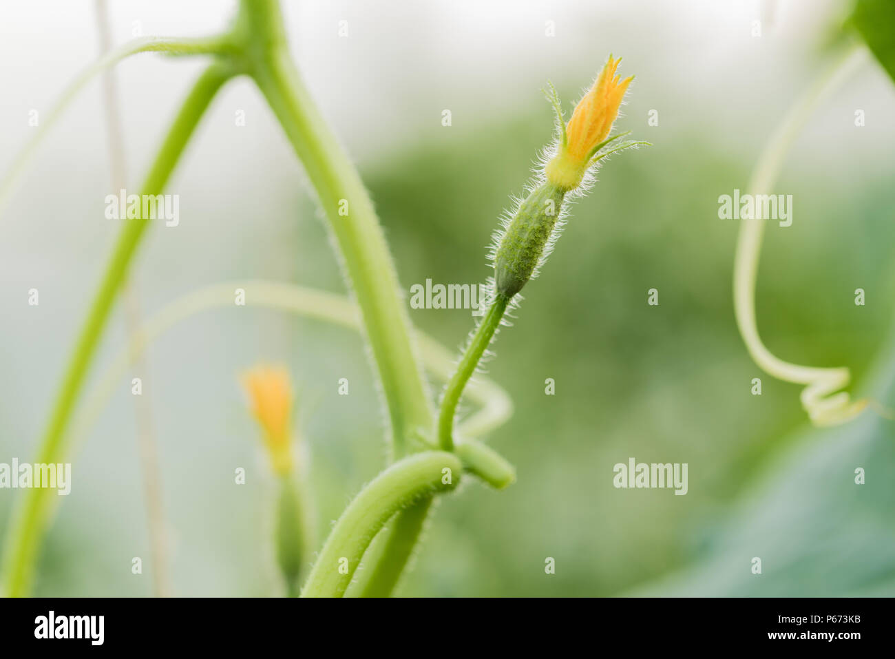 young cucumber on a branch in Stock Photo