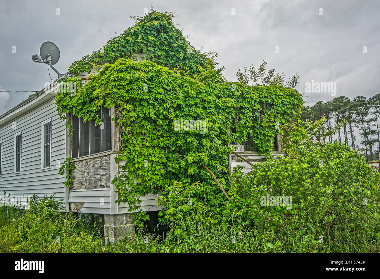 Greenbackville, Virginia, USA: An abandoned house covered with ivy near the waterfront in Greenbackville, Accomack County, Virginia. Stock Photo