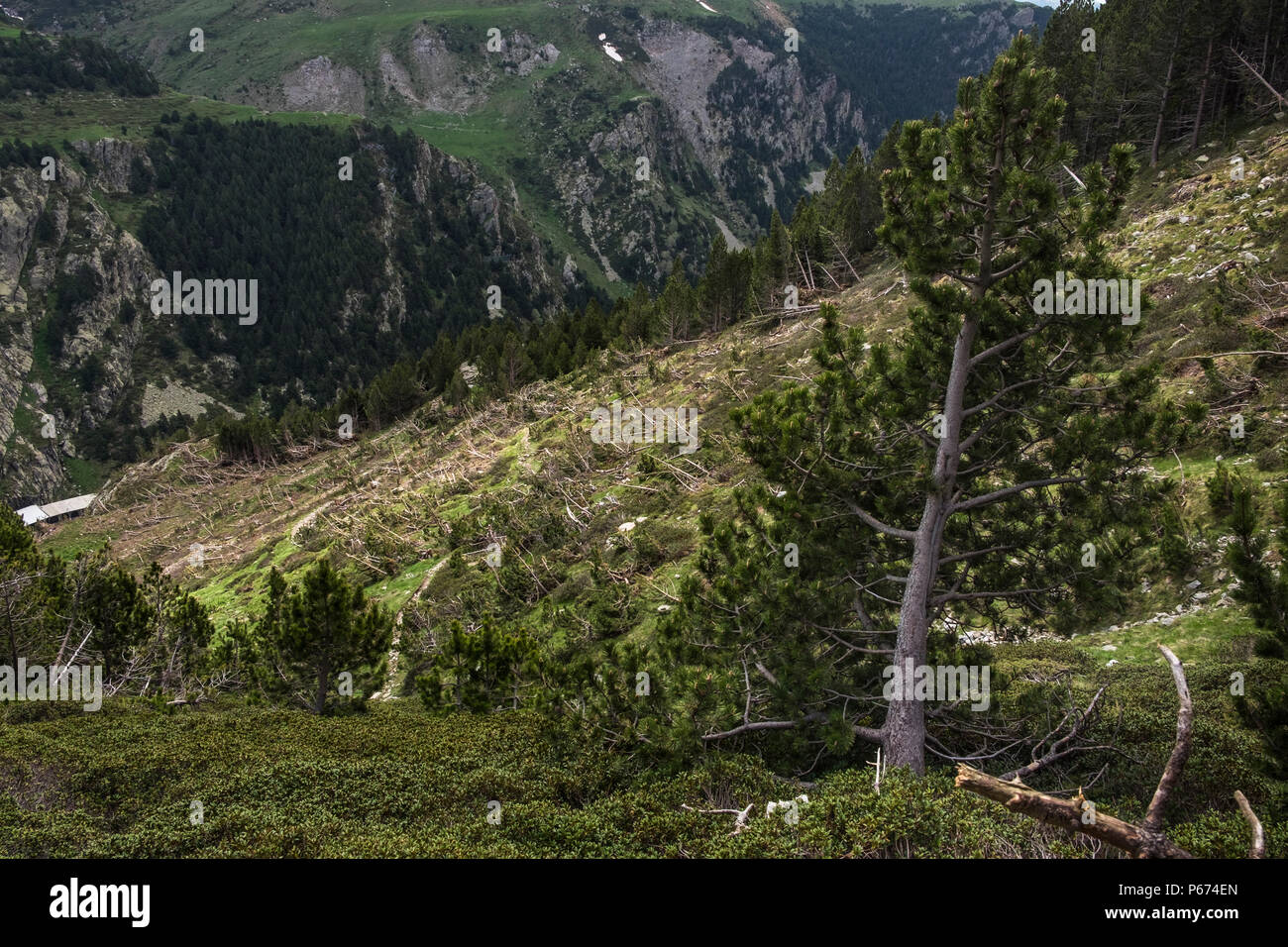 Damage on the slopes above the Vall de Nuria caused by winter avalanches knocking down everything in their path including pine trees and walk signs, P Stock Photo