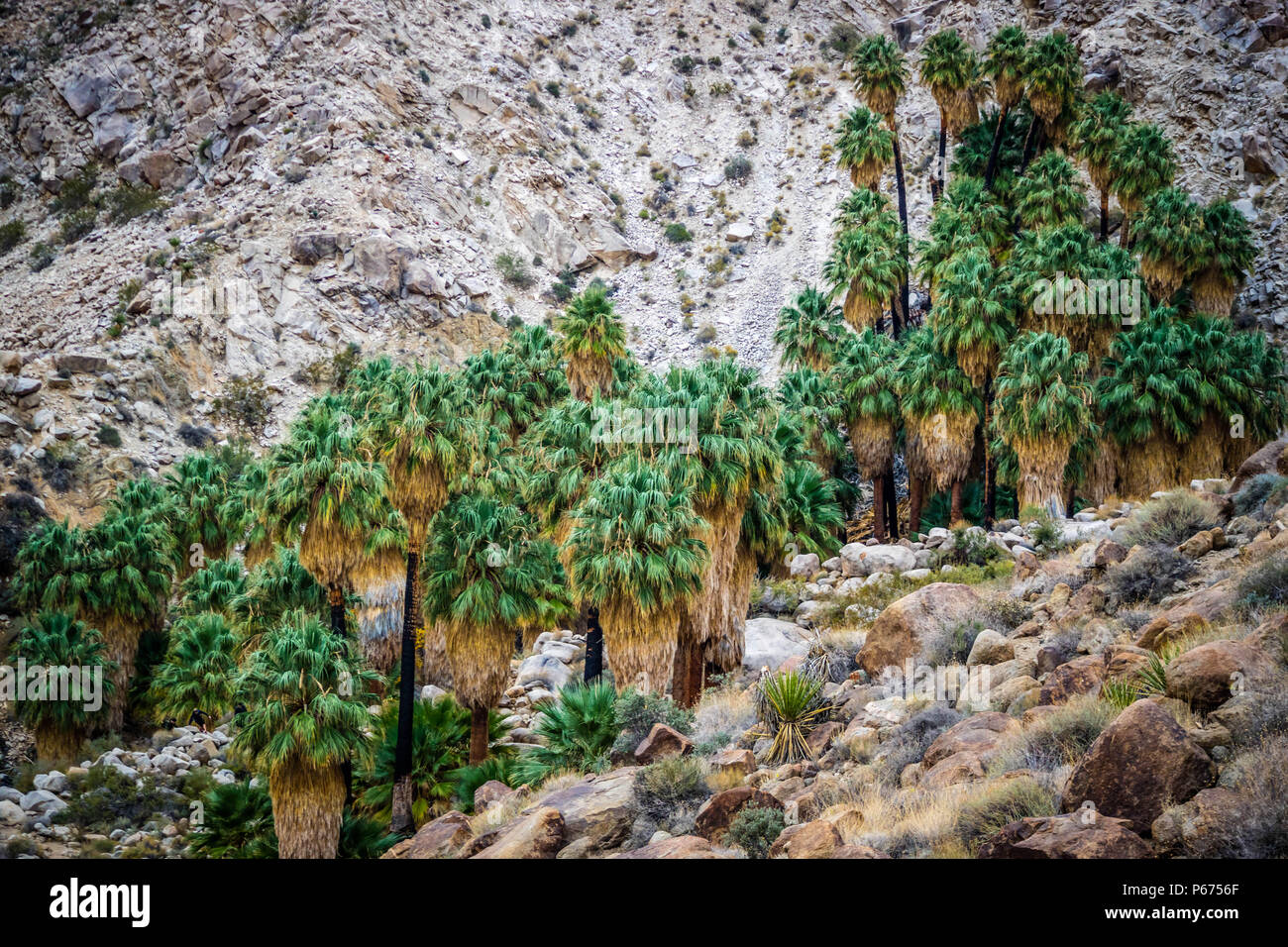 Joshua Trees in Joshua Tree National Park Stock Photo Alamy