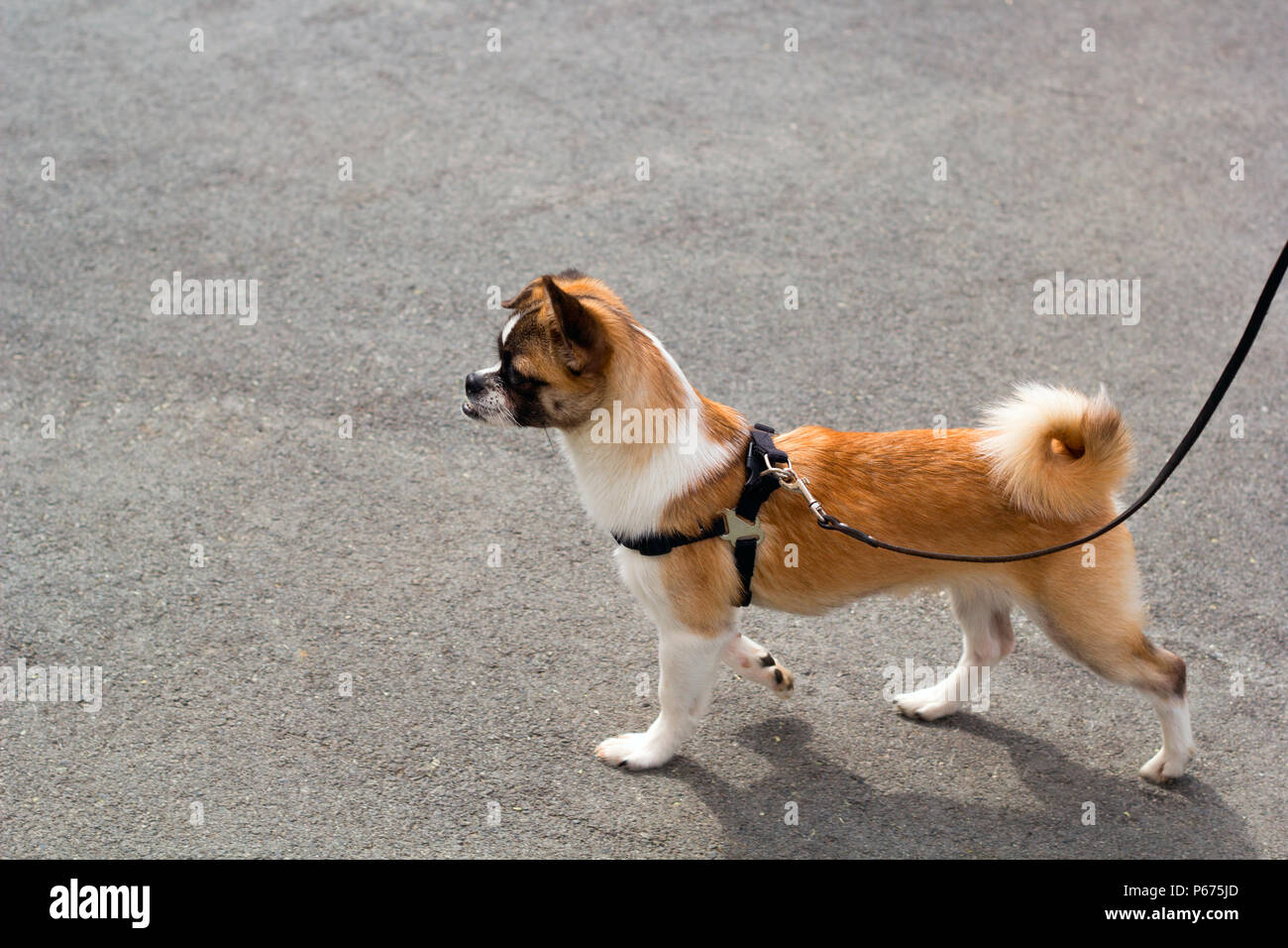 cute little dog with a leash on a walk Stock Photo