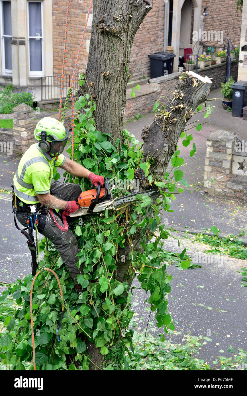 Tree surgeon roped up on trunk of lime tree with protective safety gear and chainsaw trimming branches before cutting tree down Stock Photo