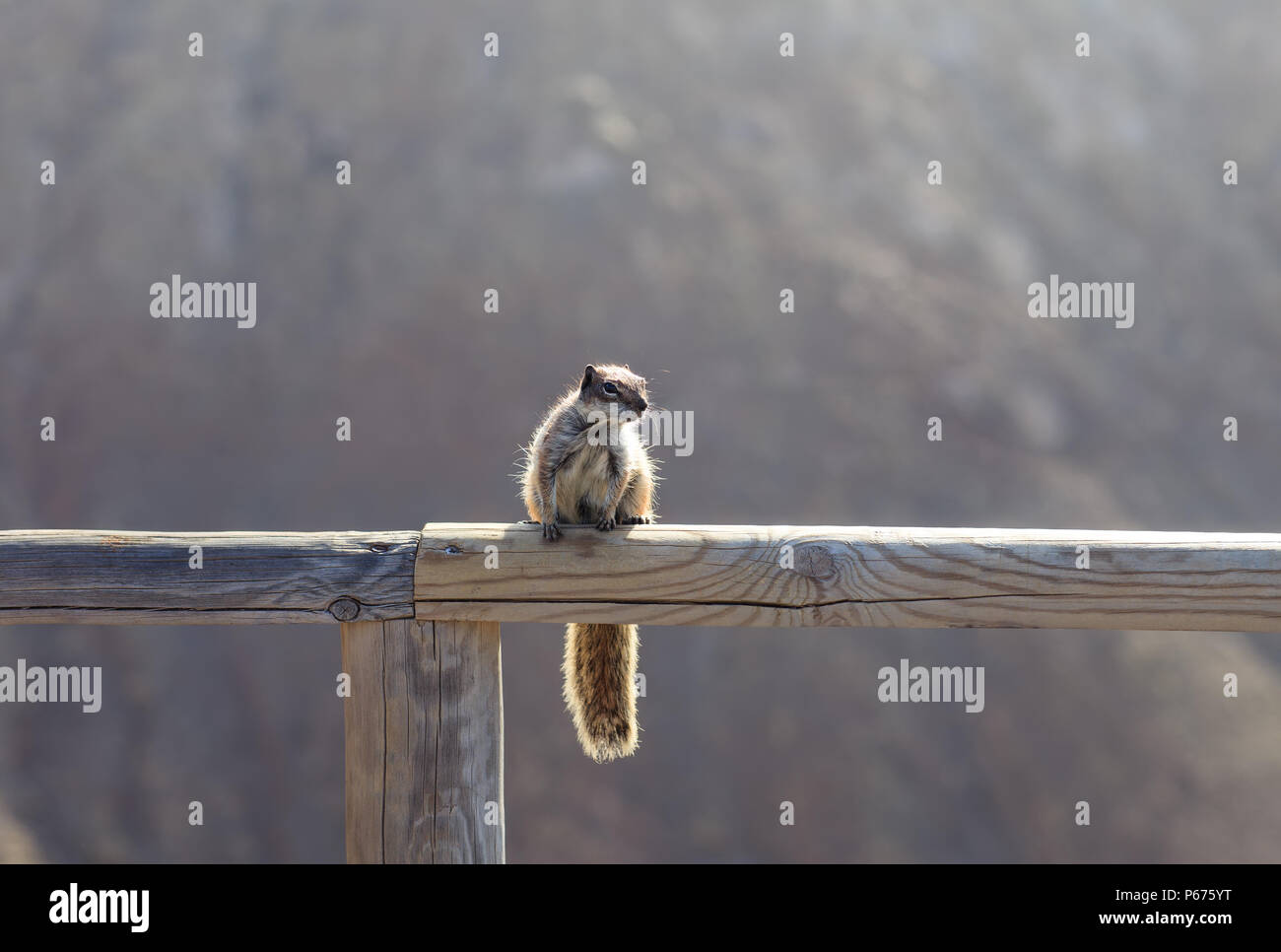 Squirrel on wooden crossbar, closeup. Wild animal in natural environment, shot on zoom, sunny day Stock Photo