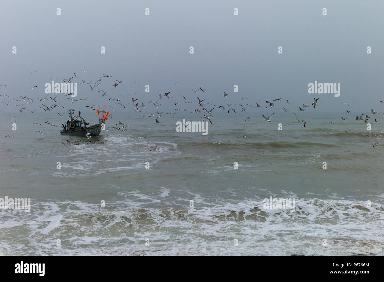 Small fishing boat followed by seagulls,Normandy,France Stock Photo