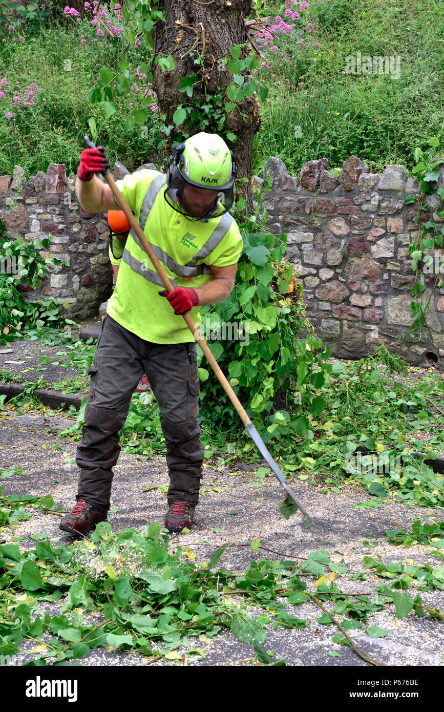 Man, tree surgeon, racking up leaves and tree branches when tidying up after tree pruning Stock Photo