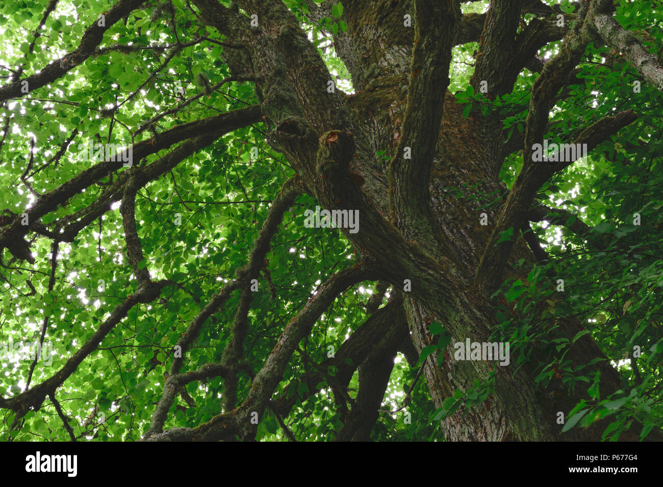 Old Linden Tree Trunk Covered With Moss Huge Foliage Covers The Sun And Forms A Shade Stock Photo Alamy