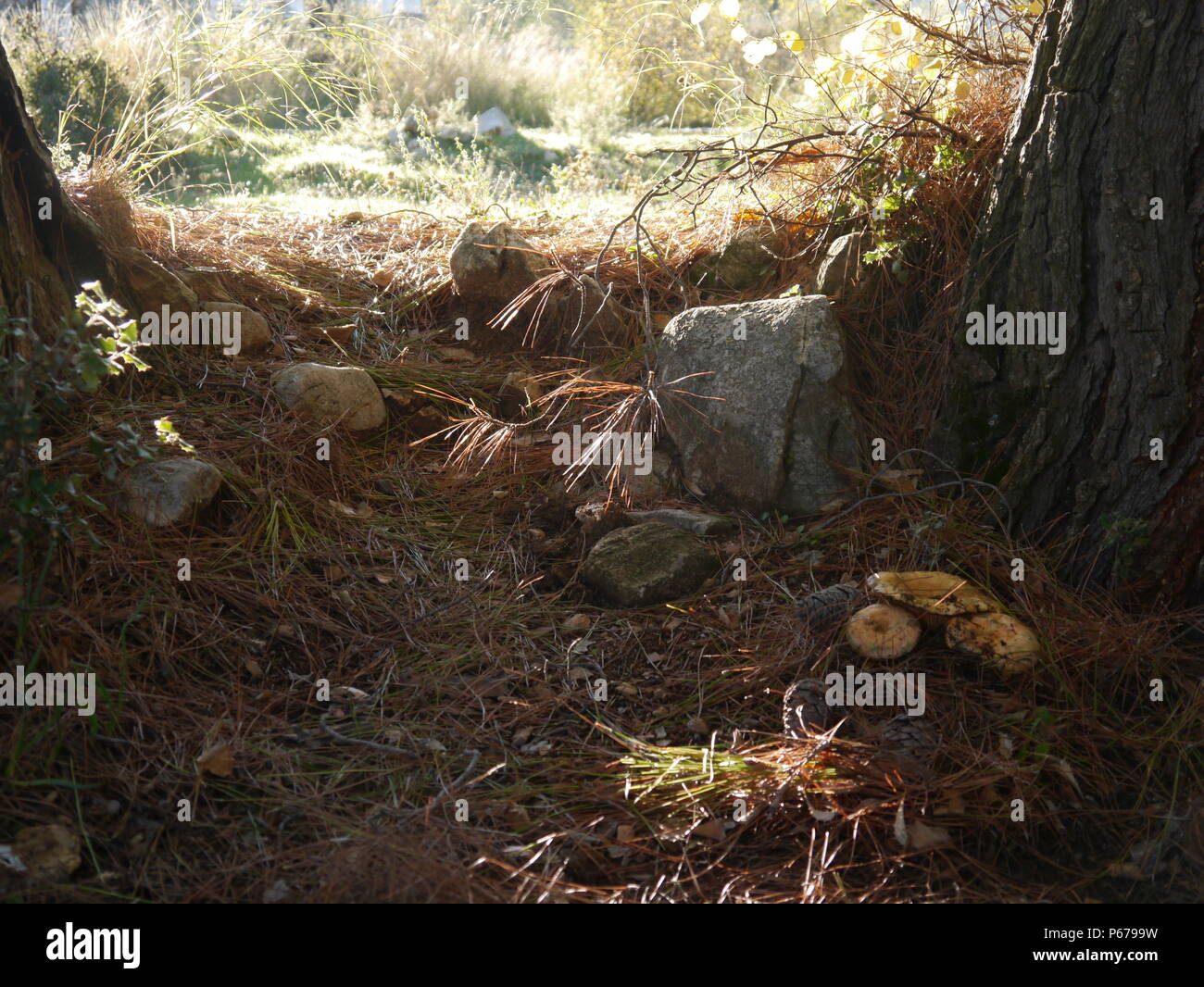 Pine Mushrooms growing in the forest in Turkey Stock Photo