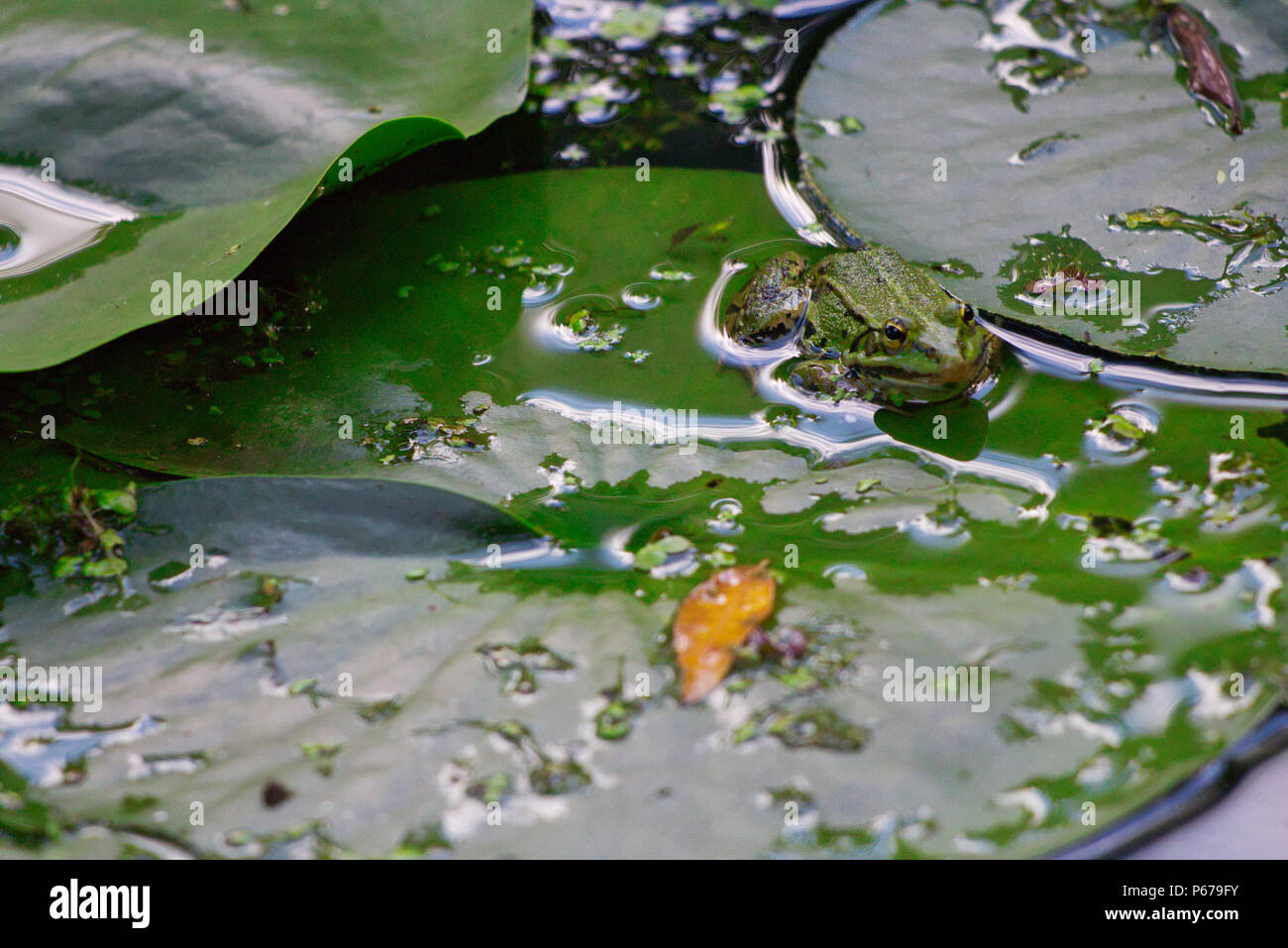 Frog in the pond Stock Photo - Alamy