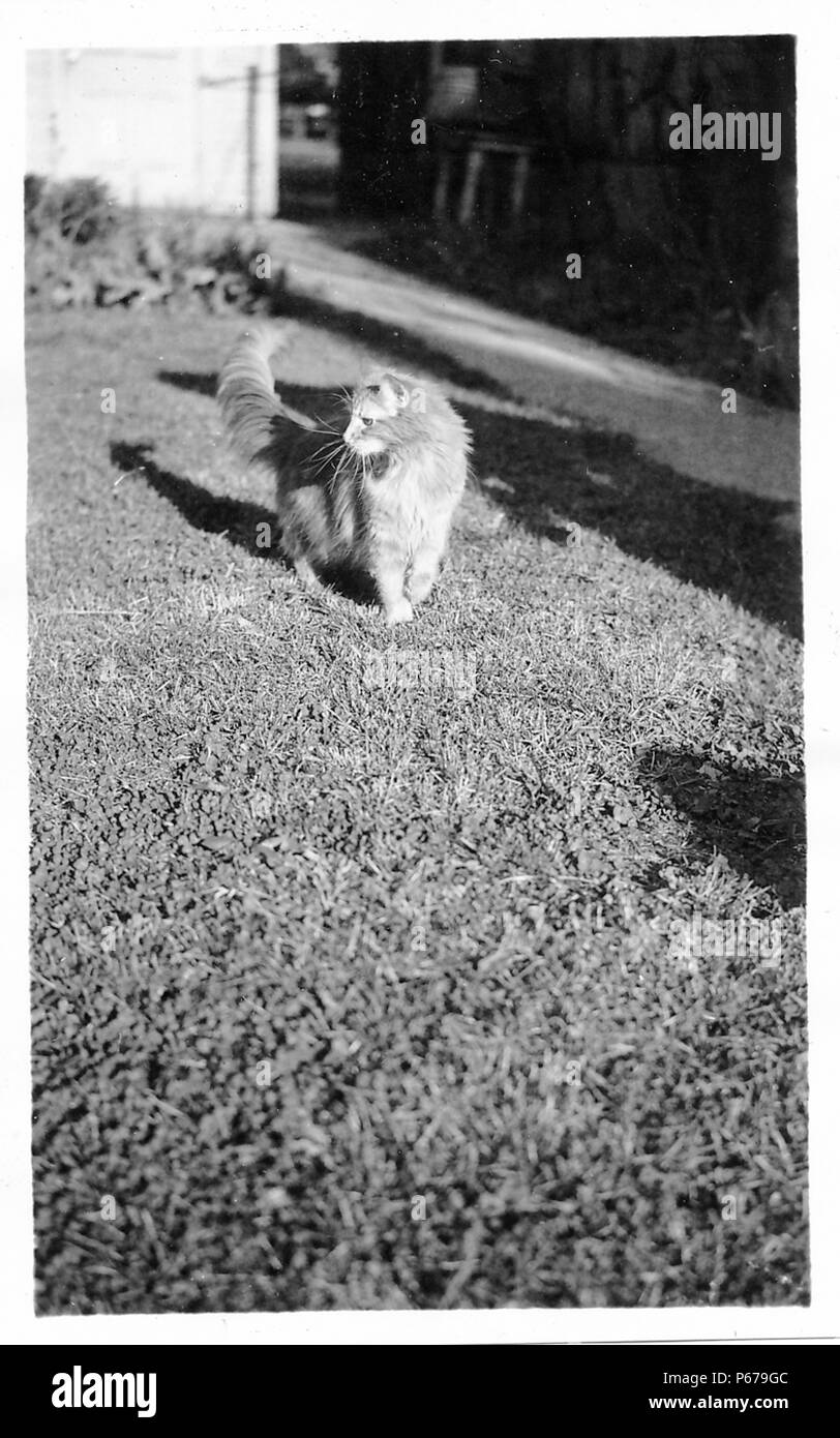 Black and white photograph, showing a domestic house cat, with long fur and whiskers, standing on a grassy area, and looking to one side, with buildings visible in the background, likely photographed in Ohio in the decade following World War II, 1950. () Stock Photo