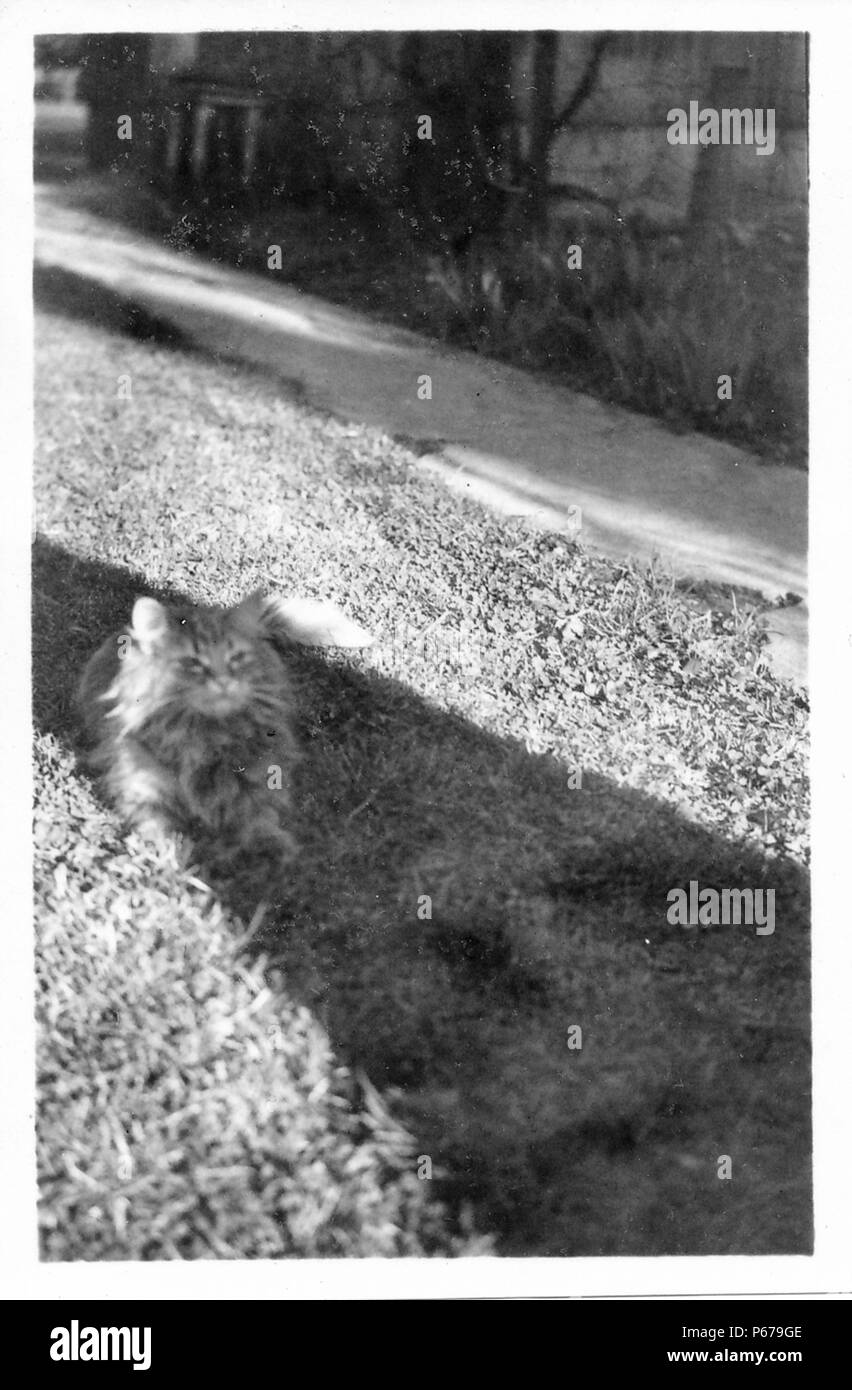 Black and white photograph, showing a long shadow falling over a domestic house cat, with long fur and whiskers, lying on its stomach, in a grassy area, and facing the camera, with a fence visible in the background, likely photographed in Ohio in the decade following World War II, 1950. () Stock Photo