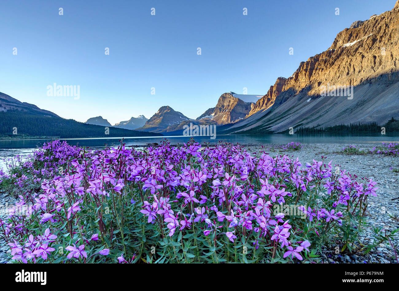 River Beauty flowers at Bow Lake, Banff National Park, Alberta, Canada