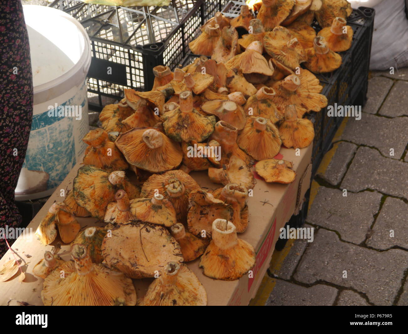 Freshly picked wild pine mushrooms on a street stall in Turkey Stock Photo