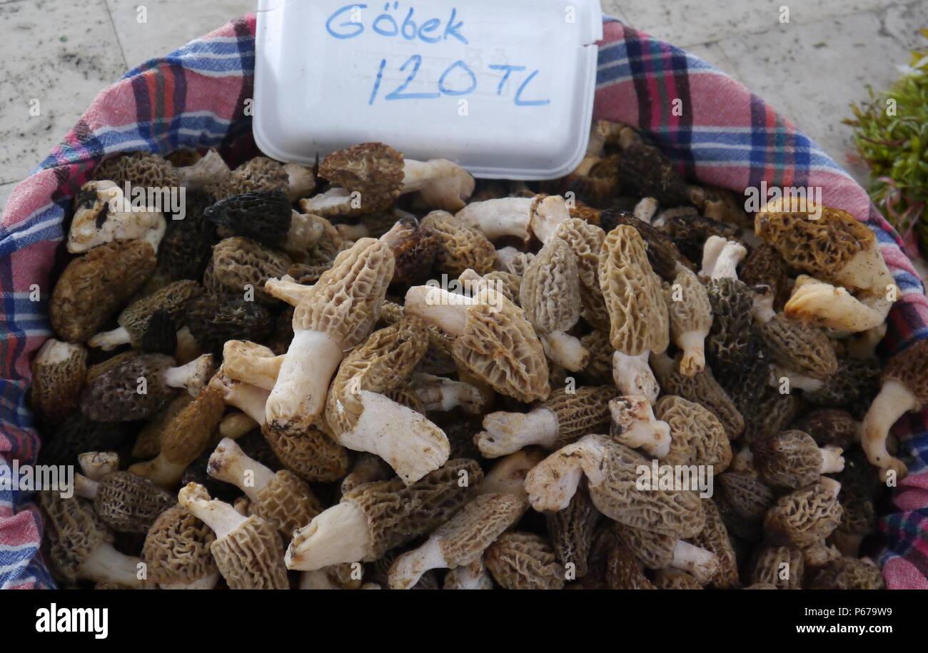 Morel Mushrooms in Uzumlu, Turkey Stock Photo