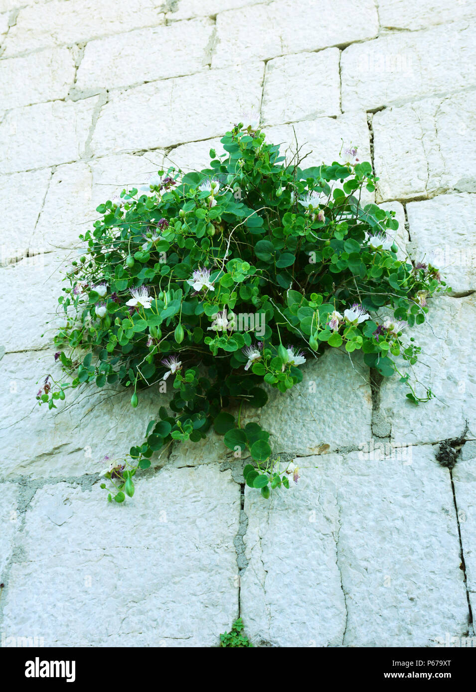 Capparis spinosa, capers, mediterranean shrub that grows on the stone bricks wall Stock Photo