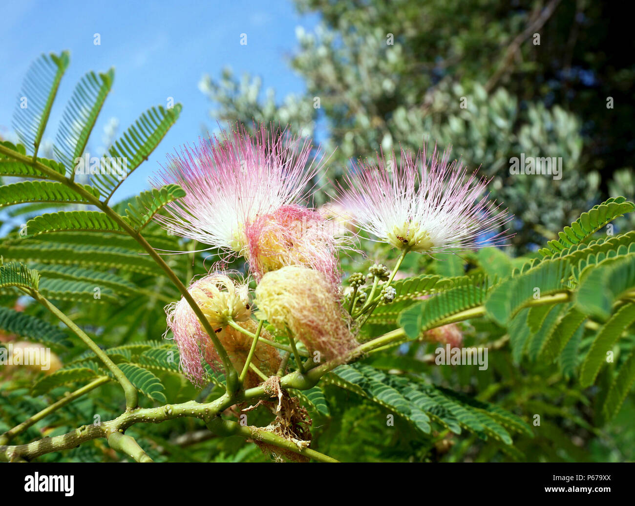 Japanese acacia, Albizia julibrissin, beautiful blooming light pink flowers like mimosa in foreground and green tree leaves and sky in the background Stock Photo