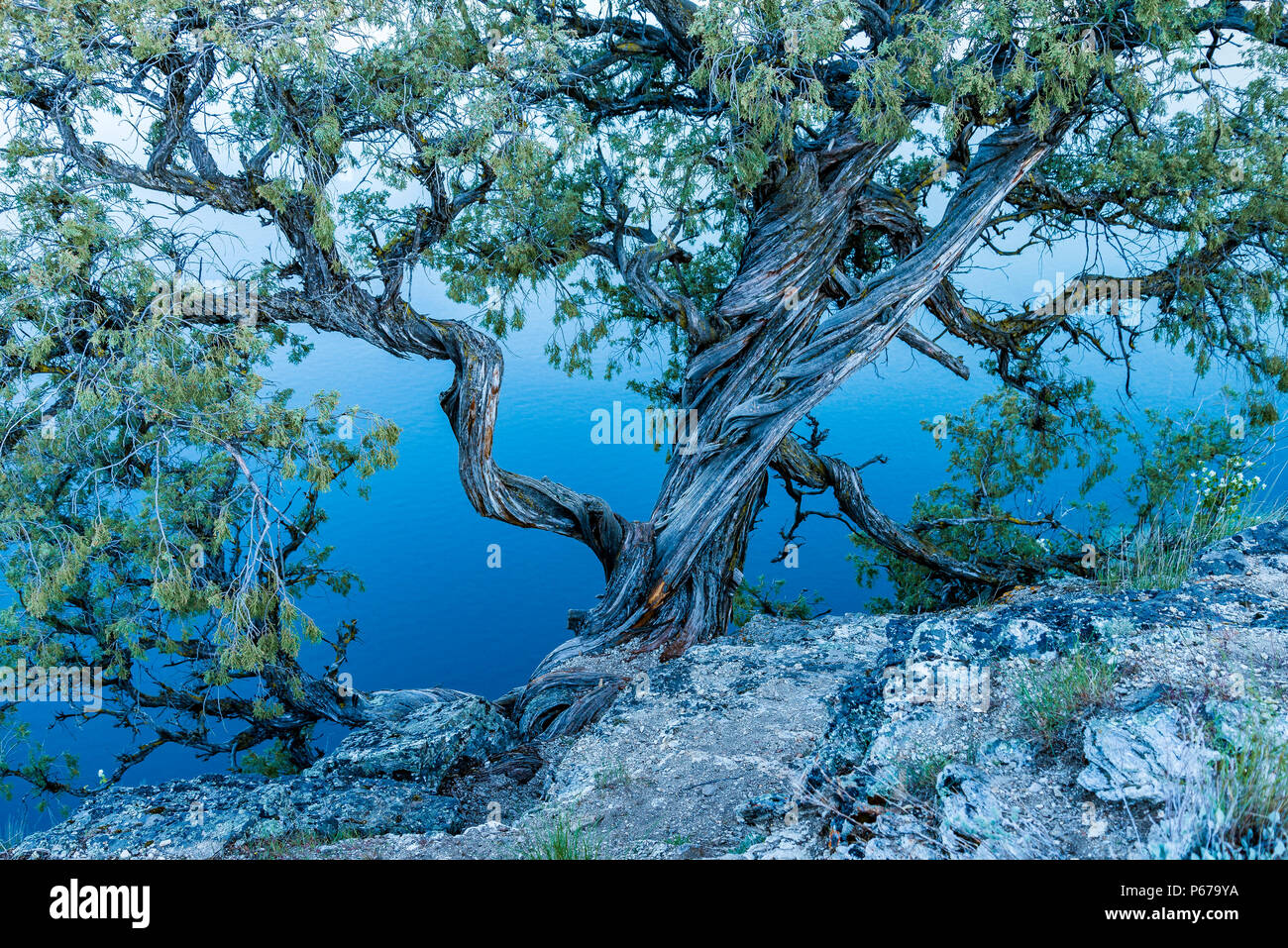 Juniperus scopulorum, Juniper tree, Kalamalka Lake Provincial Park, Okanagan Valley, British Columbia, Canada Stock Photo