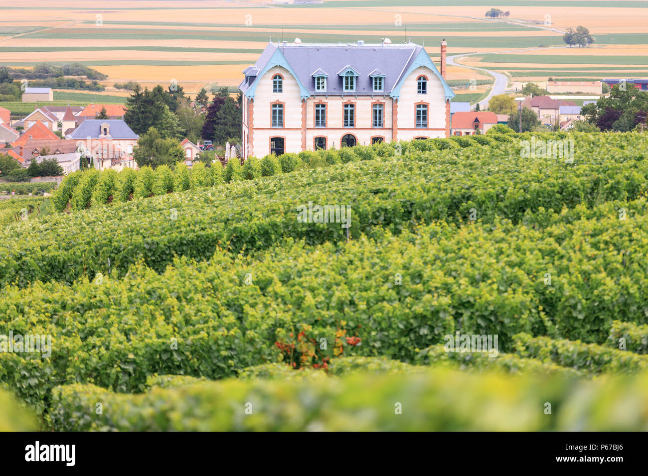 Vineyards Sacy Reims Marne Grand Est France Stock Photo