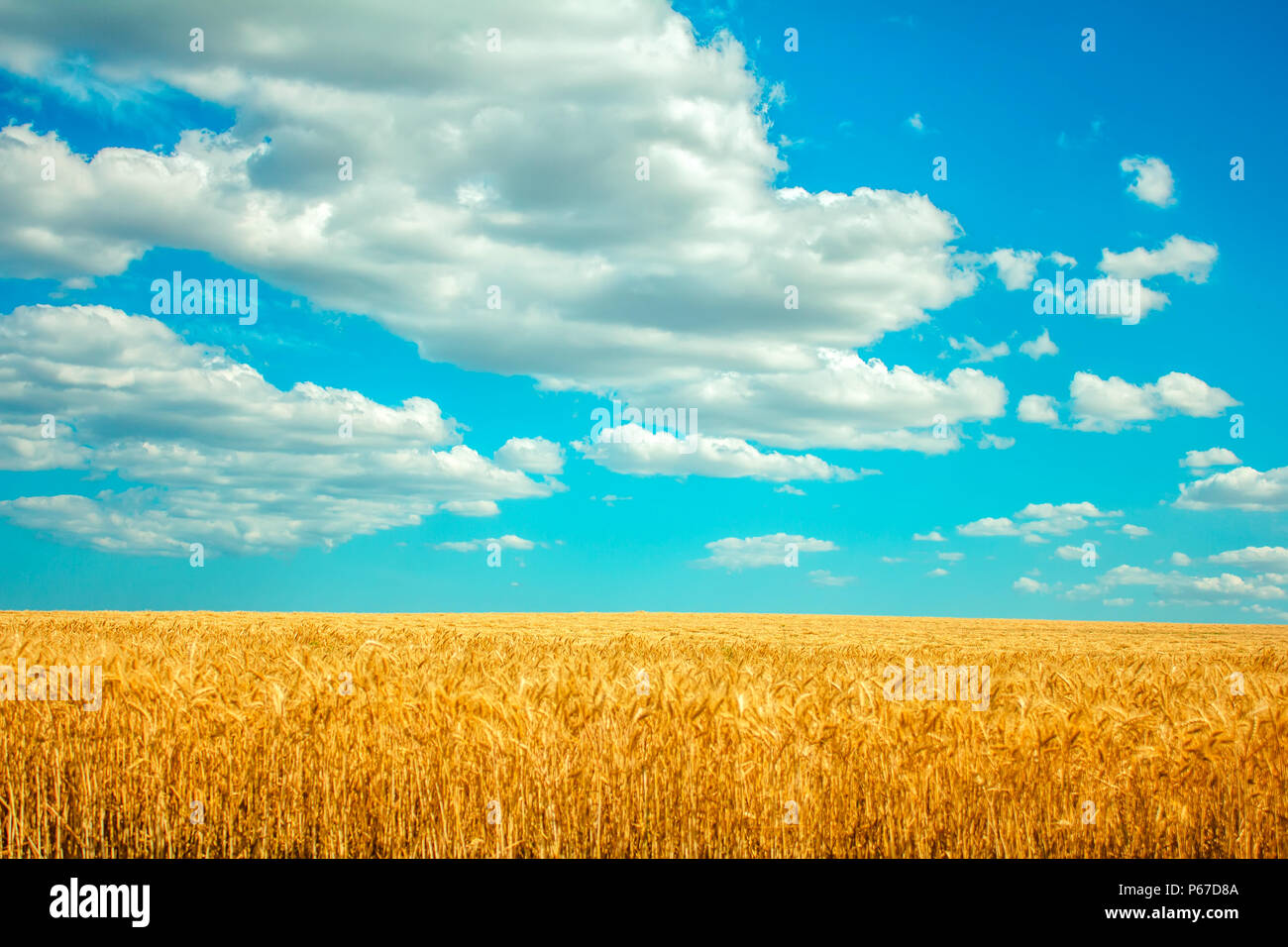 field of wheat and clouds in blue sky Stock Photo - Alamy