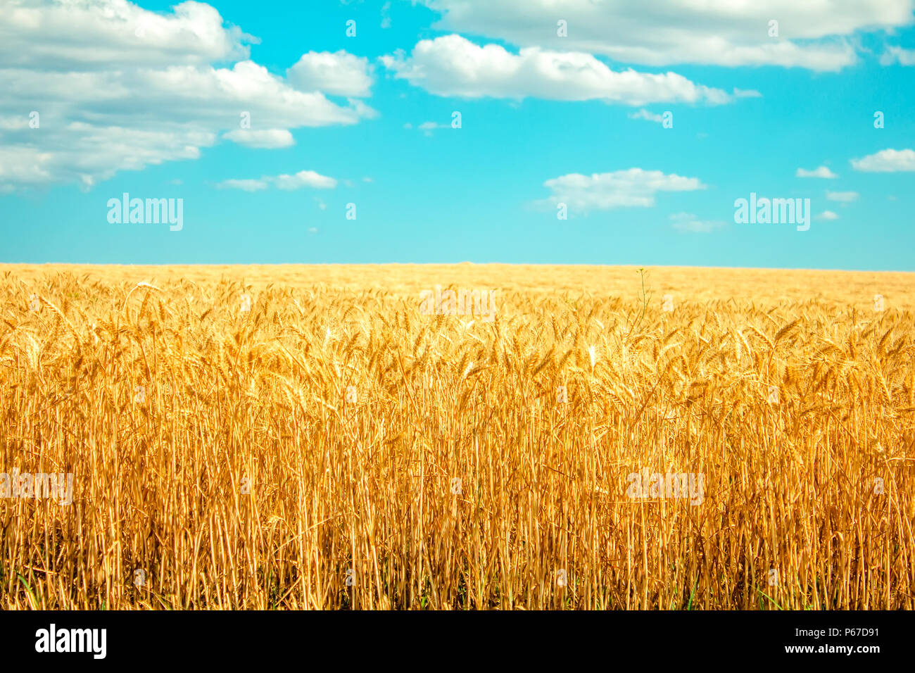 field of wheat and clouds in blue sky Stock Photo - Alamy